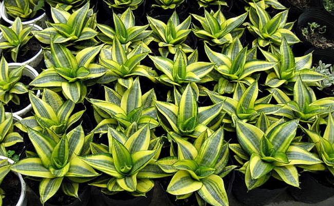 Tại sao mỗi gia đình nên có ít nhất một chậu cây lưỡi hổ trong nhà?