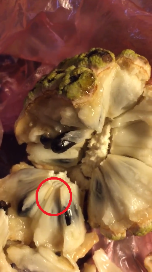 Nàng dâu tức giận tố mẹ chồng cho cháu ăn quả na có giòi, chị em đã chẳng bênh còn trách thêm vì điều này