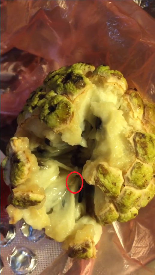 Nàng dâu tức giận tố mẹ chồng cho cháu ăn quả na có giòi, chị em đã chẳng bênh còn trách thêm vì điều này