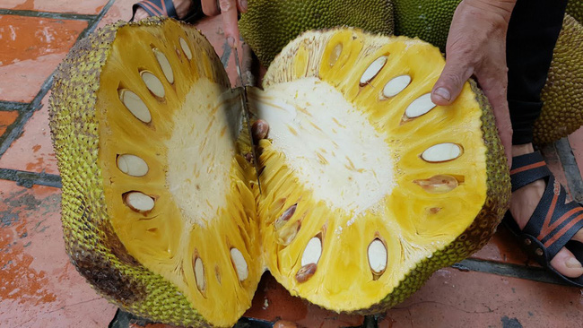 Nhà vườn rộng, cây trái trĩu quả nhưng không được ăn, nàng dâu chơi chiêu độc chọc tức mẹ chồng