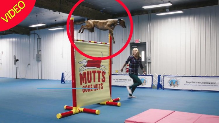 Kỷ lục Guinness thế giới 2019 tiết lộ khả năng phi thường của những quái nhân