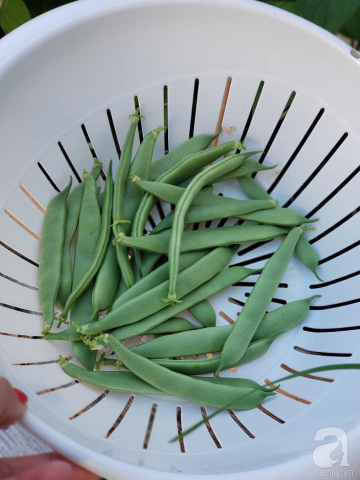 Góc sân vườn chỉ vỏn vẹn 5m² nhưng người phụ nữ quê Đà Lạt đã biến thành nơi thư giãn đẹp bất ngờ