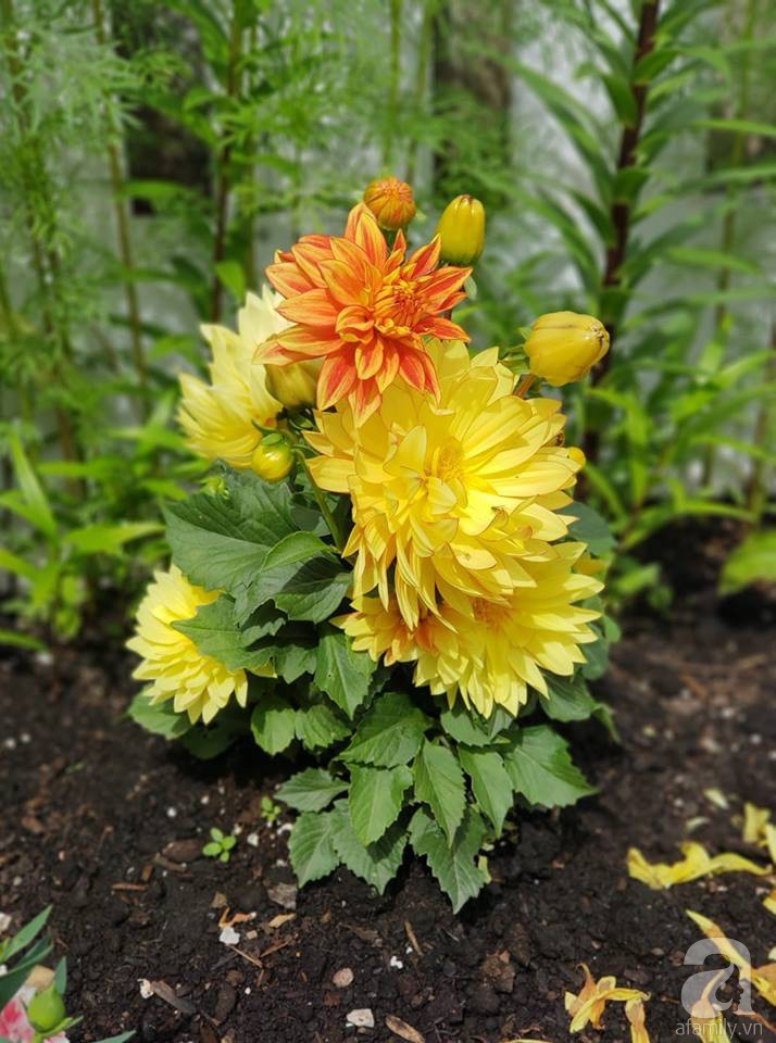 Góc sân vườn chỉ vỏn vẹn 5m² nhưng người phụ nữ quê Đà Lạt đã biến thành nơi thư giãn đẹp bất ngờ