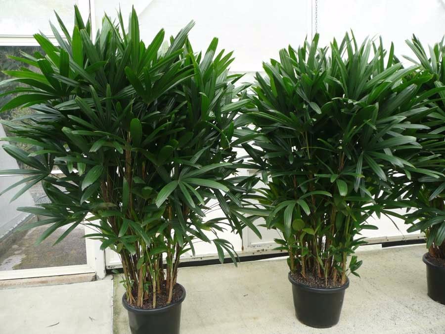 5 cây trồng trong nhà vừa mang phong thủy tốt lại phòng chống bệnh ung thư hiệu quả 5 cây trồng trong nhà vừa mang phong thủy tốt lại phòng chống bệnh ung thư hiệu quả