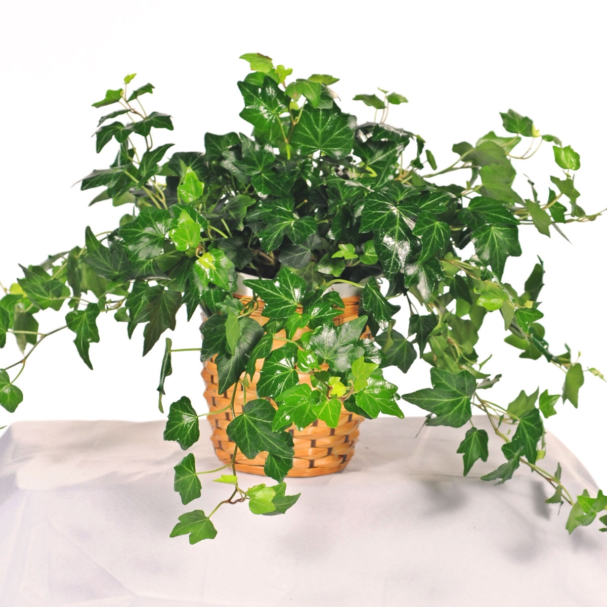 5 cây trồng trong nhà vừa mang phong thủy tốt lại phòng chống bệnh ung thư hiệu quả 5 cây trồng trong nhà vừa mang phong thủy tốt lại phòng chống bệnh ung thư hiệu quả