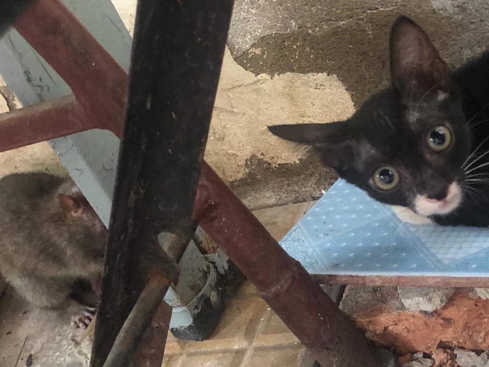 Hai chú chuột nổi tiếng nhất MXH hôm nay: Một đầu gấu cướp cả cơm mèo, một đen đủi kẹt đầu vào lồng chim