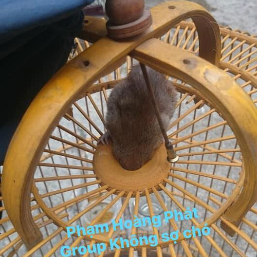 Hai chú chuột nổi tiếng nhất MXH hôm nay: Một đầu gấu cướp cả cơm mèo, một đen đủi kẹt đầu vào lồng chim