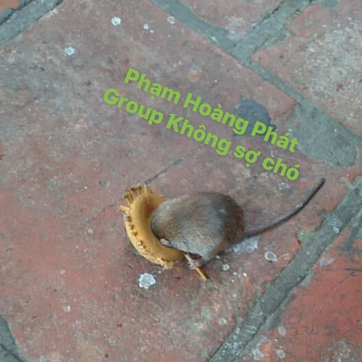 Hai chú chuột nổi tiếng nhất MXH hôm nay: Một đầu gấu cướp cả cơm mèo, một đen đủi kẹt đầu vào lồng chim