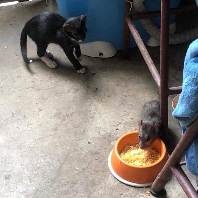 Hai chú chuột nổi tiếng nhất MXH hôm nay: Một đầu gấu cướp cả cơm mèo, một đen đủi kẹt đầu vào lồng chim