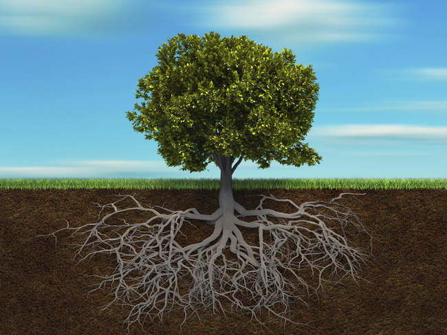 Lá, nhánh hay là rễ - họ là ai trong cuộc đời của bạn? – câu hỏi khiến ai nấy giật mình đang sốt nhất hôm nay