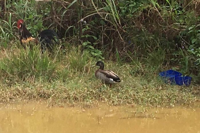 Quốc đảo tí hon bỗng dưng nổi khắp mạng xã hội nhờ một con vịt