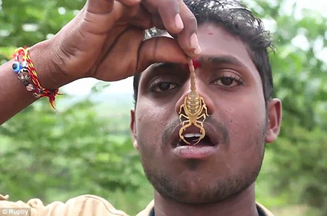 Lễ hội cho bò cạp có độc bò lên cơ thể người