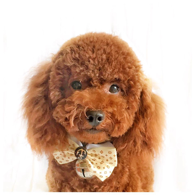 9X dở khóc dở cười khi lần đầu đưa chó đi làm giấy khai sinh