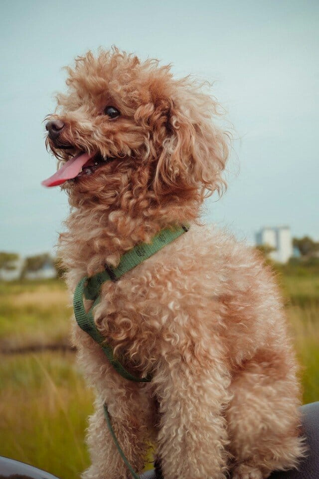 9X dở khóc dở cười khi lần đầu đưa chó đi làm giấy khai sinh