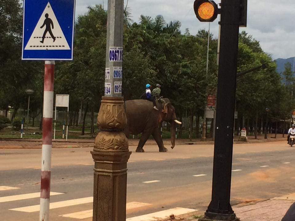 Đắk Lắk: Xuất hiện ông bố đưa con đi học bằng voi