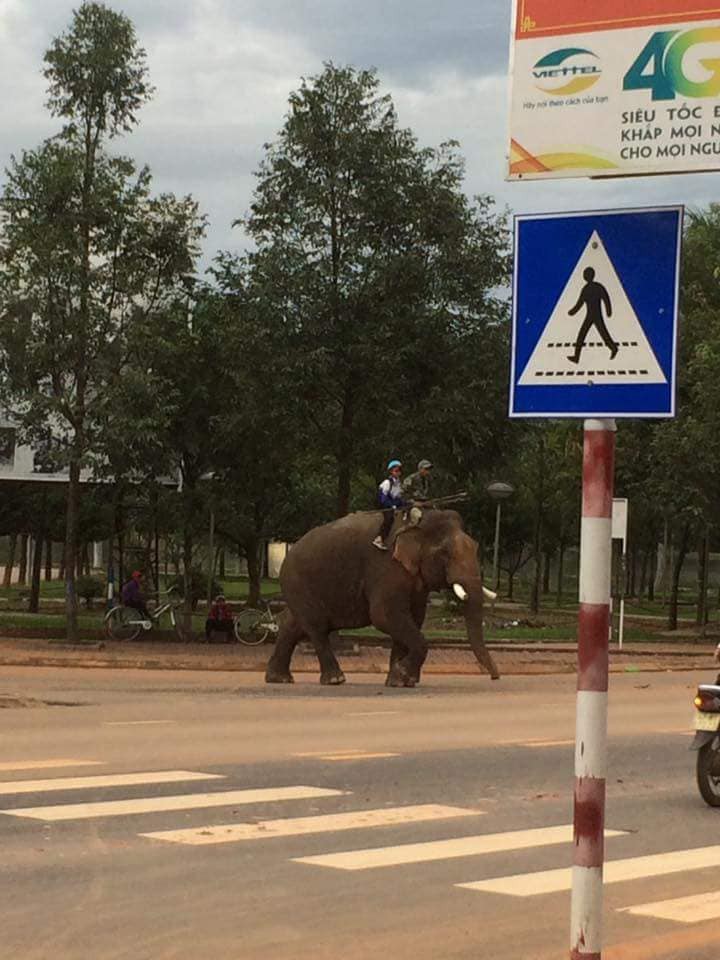 Đắk Lắk: Xuất hiện ông bố đưa con đi học bằng voi