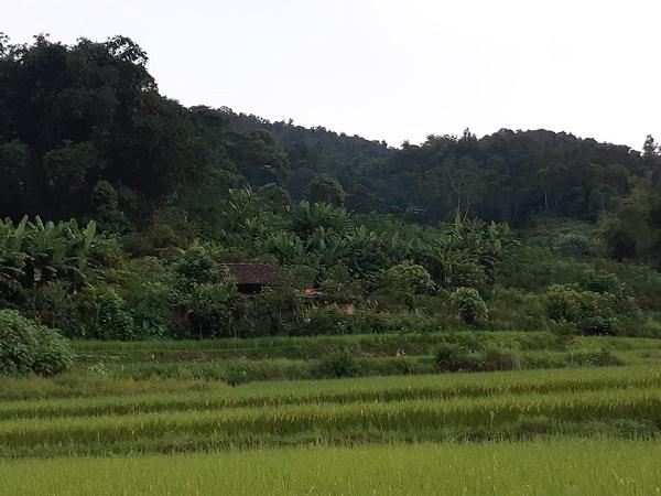 Mẹ bác sĩ giết vợ, phi tang xác: Hải khao khát có một đứa con, nhưng...