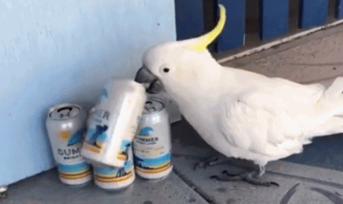 Chán đời, vẹt trắng mò đến vệ đường uống trộm bia?