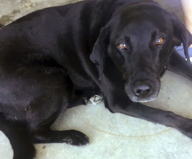 Chú chó cứu chủ thoát án tù oan 50 năm nhờ vào một manh mối chẳng ai ngờ tới