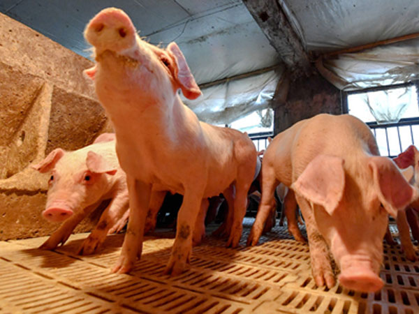 Đề nghị cấm nhập khẩu thịt heo từ các nước có dịch tả