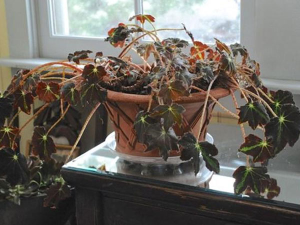 Những món đồ cũ đại hung làm hao tổn tài vận, nhà nào cũng có ít nhất 1 thứ