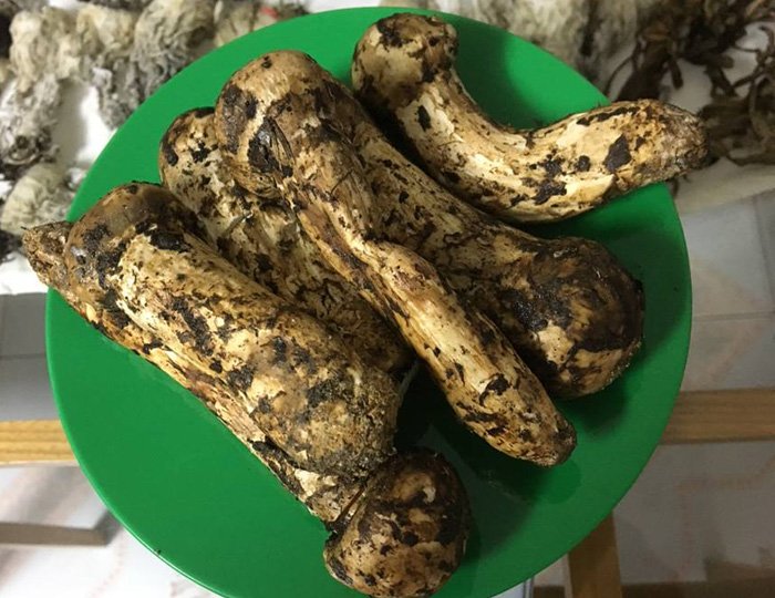 Hàng trăm người đặt tiền, chờ mua loại nấm đắt nhất thế giới về Việt Nam