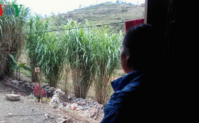 Quái chiêu của các tú ông, tú bà buôn người qua biên giới