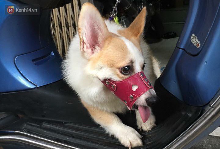 Người Hà Nội nói về việc thành phố muốn người dân từ bỏ thói quen ăn thịt chó: Yêu và ăn là 2 chuyện khác nhau