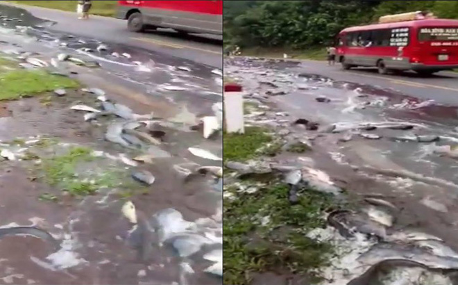 Xe tải chở cá gặp nạn, hàng tấn cá bơi trên quốc lộ 6