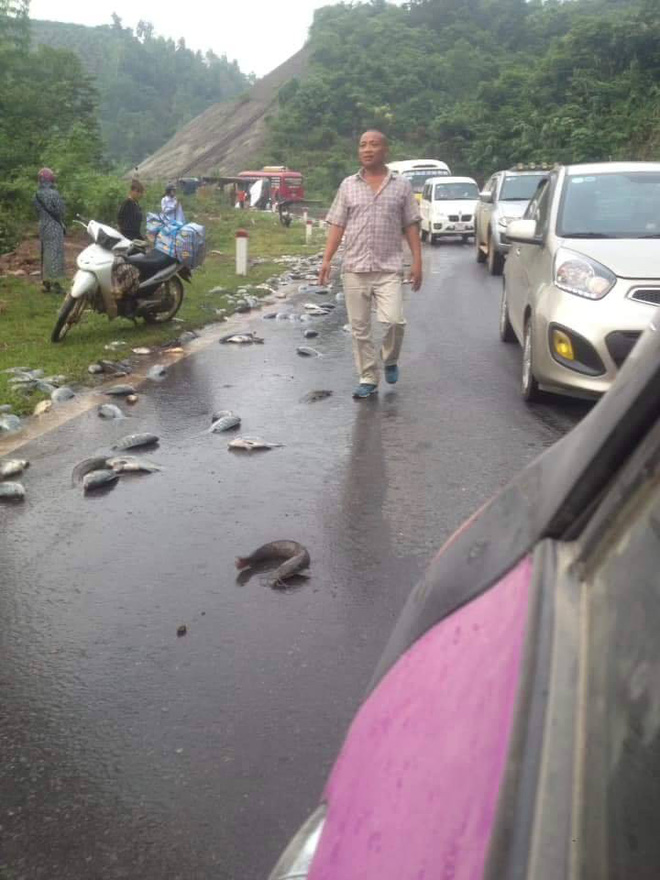 Xe tải chở cá gặp nạn, hàng tấn cá bơi trên quốc lộ 6