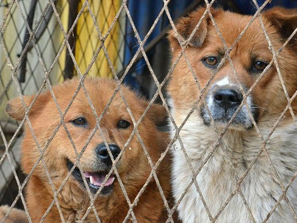 NÓI THẲNG: Cấm ăn thịt chó có gì khó!