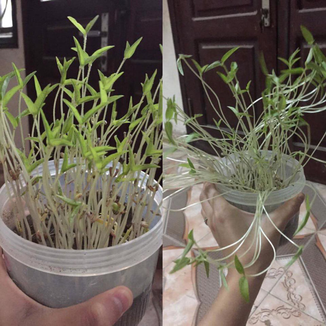Lầm tưởng tai hại khi làm giá đỗ, cô nàng thu về kết quả đau lòng, dân mạng lại khuyên trồng luôn rau mầm cũng được