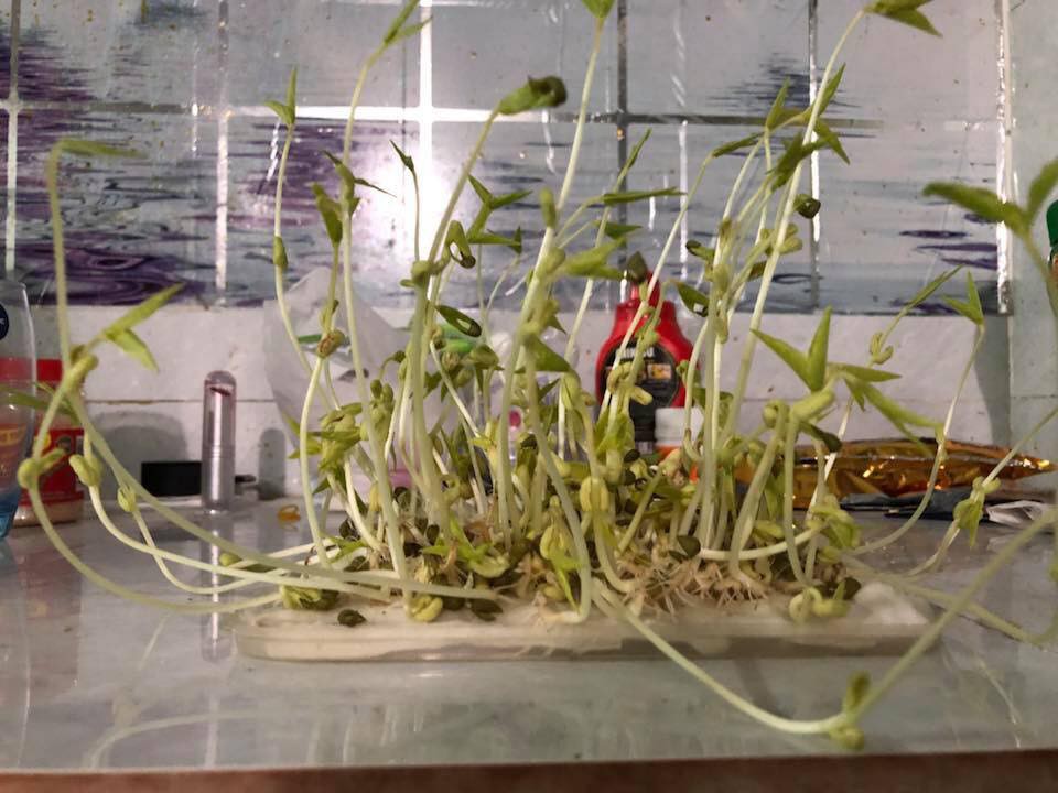 Lầm tưởng tai hại khi làm giá đỗ, cô nàng thu về kết quả đau lòng, dân mạng lại khuyên trồng luôn rau mầm cũng được