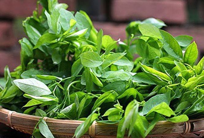 Rau ngót - thần dược trị nhiều bệnh không phải ai cũng biết