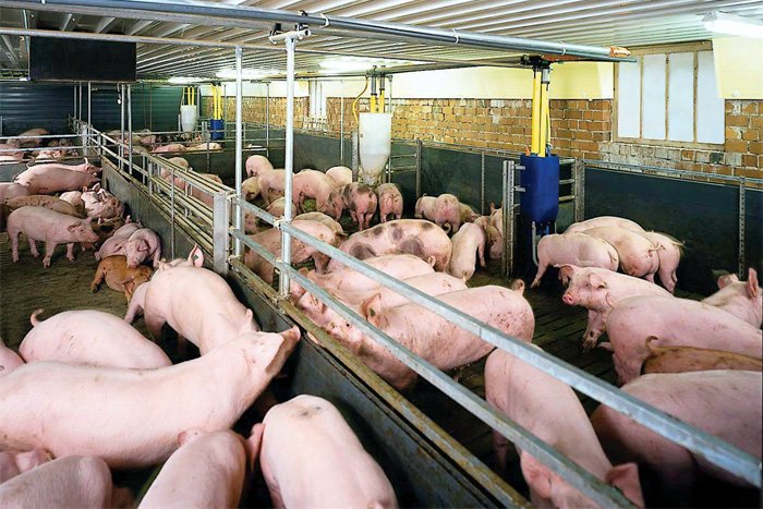 Dịch bệnh nguy hiểm, dính vào chết chắc 100%: Báo động 63 tỉnh thành