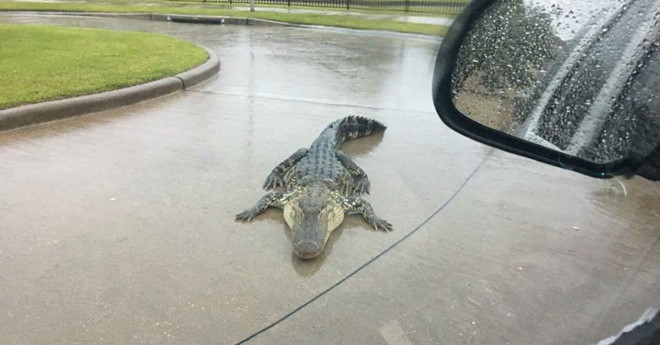 Bão Florence có thể làm rắn độc lan ra ở vùng bờ Đông Mỹ