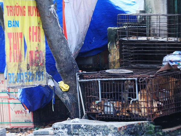 Nói không với thịt chó?: Đâu phải chuyện dễ