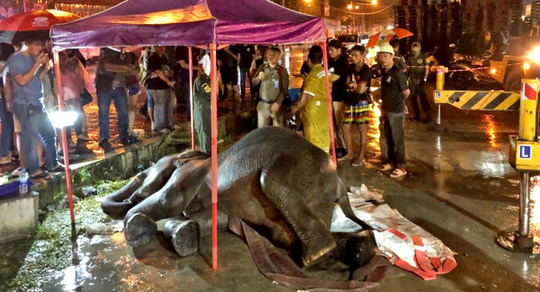 Thái Lan: Để voi bị điện giật chết khi xin ăn, chủ bị bắt