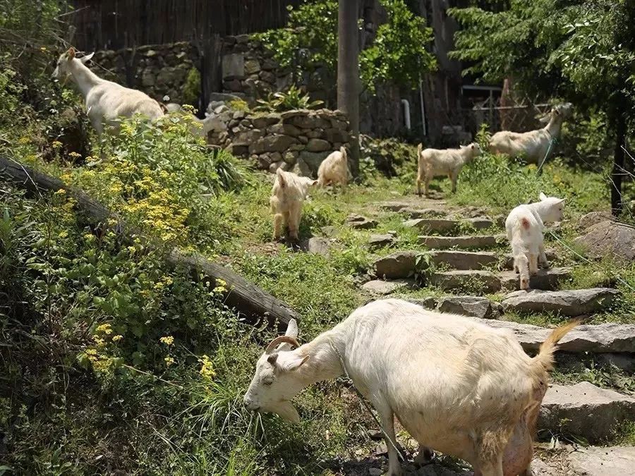 Ngôi nhà bình yên và cuộc sống hạnh phúc của gia đình 3 người đã bán hai mảnh đất ở phố về sống ở ngôi làng cổ