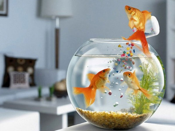 Nuôi cá trong văn phòng chuẩn phong thủy để sự nghiệp lên như diều gặp gió
