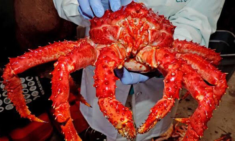 Con cua 60 triệu: Hàng hiếm toàn cầu, hấp kiểu Việt Nam thơm lừng