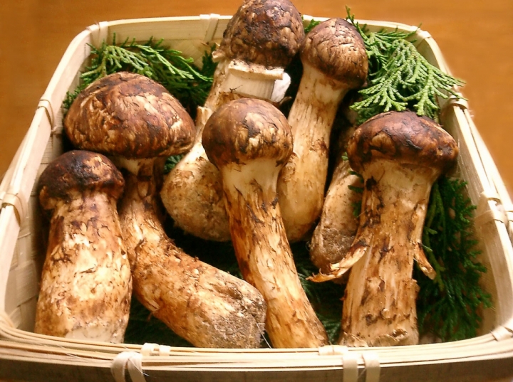 Nấm Matsutake đắt đỏ nhất thế giới đang cháy hàng tại Việt Nam