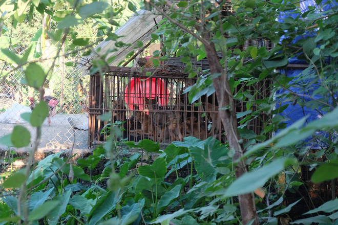 Tiểu thương bán thịt chó ở Hà Nội: Chỉ cần tăng cường kiểm dịch chứ không nên cấm