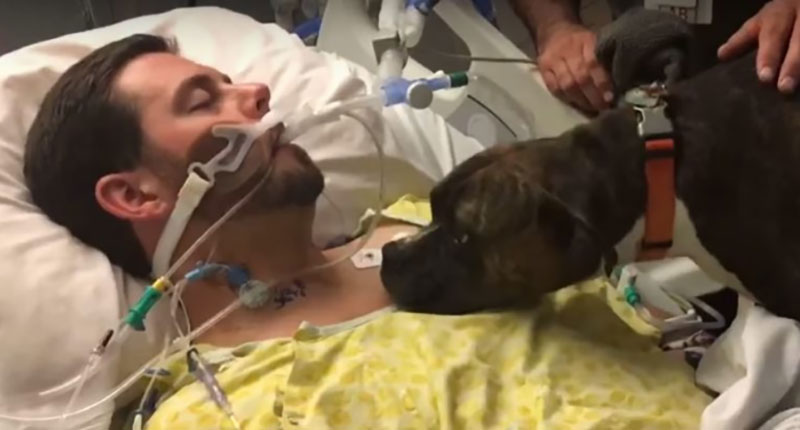 Khoảnh khắc chia ly của chú chó với người chủ trẻ tuổi đang hấp hối được chia sẻ mạnh trên MXH quốc tế