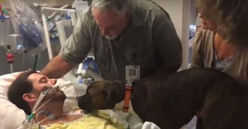 Khoảnh khắc chia ly của chú chó với người chủ trẻ tuổi đang hấp hối được chia sẻ mạnh trên MXH quốc tế