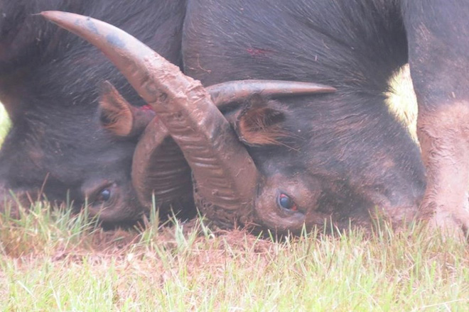 La hét, bật khóc ở hội chọi trâu, công an phải nhảy ra phía ngoài để tăng cường giữ cửa
