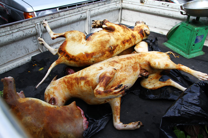 Người bán thịt chó ở TP.HCM nháo nhào khi bị kiểm tra