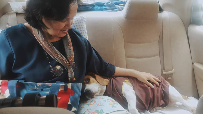 Nàng dâu kể khổ chuyện nai lưng phục vụ... chó của mẹ chồng: Cháu mới sinh bà không bế, chỉ hỏi hôm nay chó ăn gì