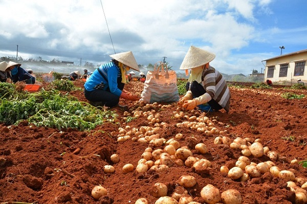 Cấm cửa nông sản Trung Quốc đội lốt hàng Việt tuồn vào Đà Lạt