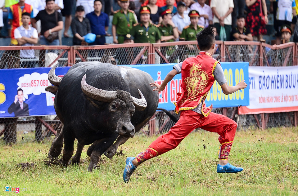 Khán giả gây hỗn loạn khi hội chọi trâu Đồ Sơn mở cửa miễn phí